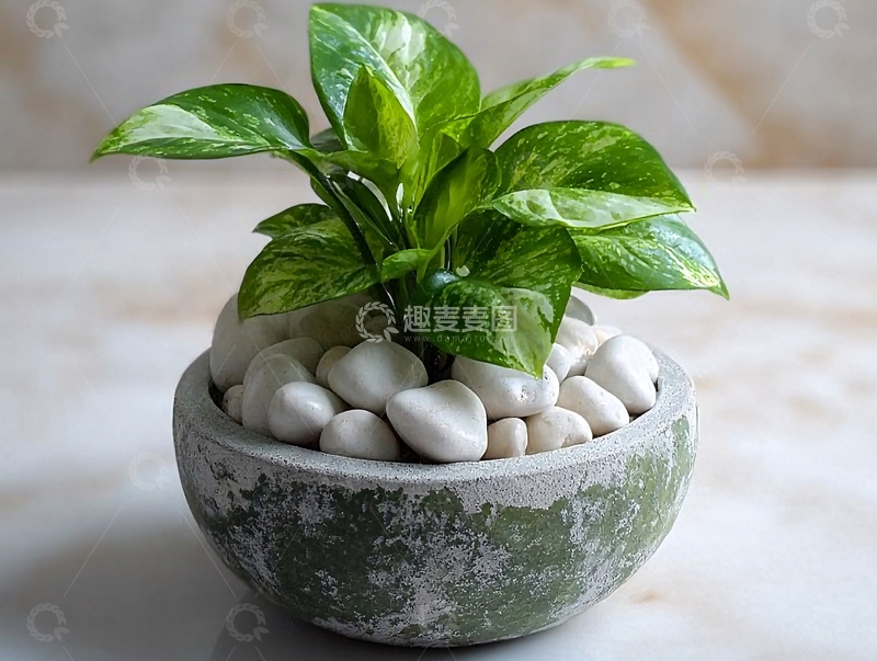 高清大图下载【趣麦麦图】绿萝盆栽与白色鹅卵石