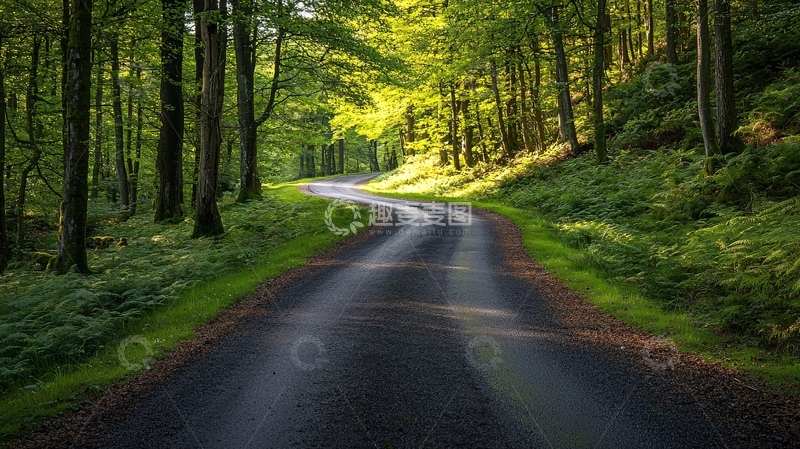 高清大图下载【趣麦麦图】森林中的蜿蜒道路