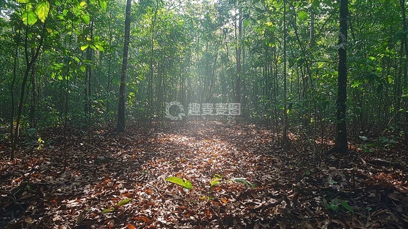 高清大图下载【趣麦麦图】森林小路