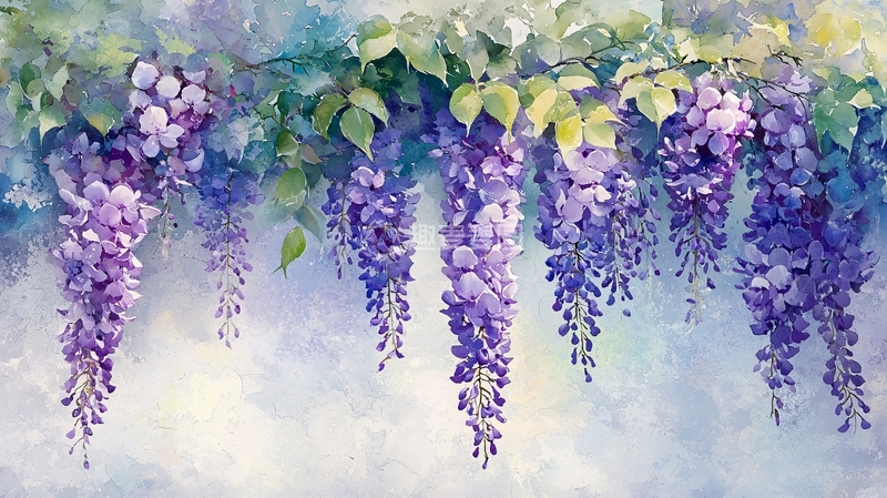 高清大图下载【趣麦麦图】紫藤花水彩画