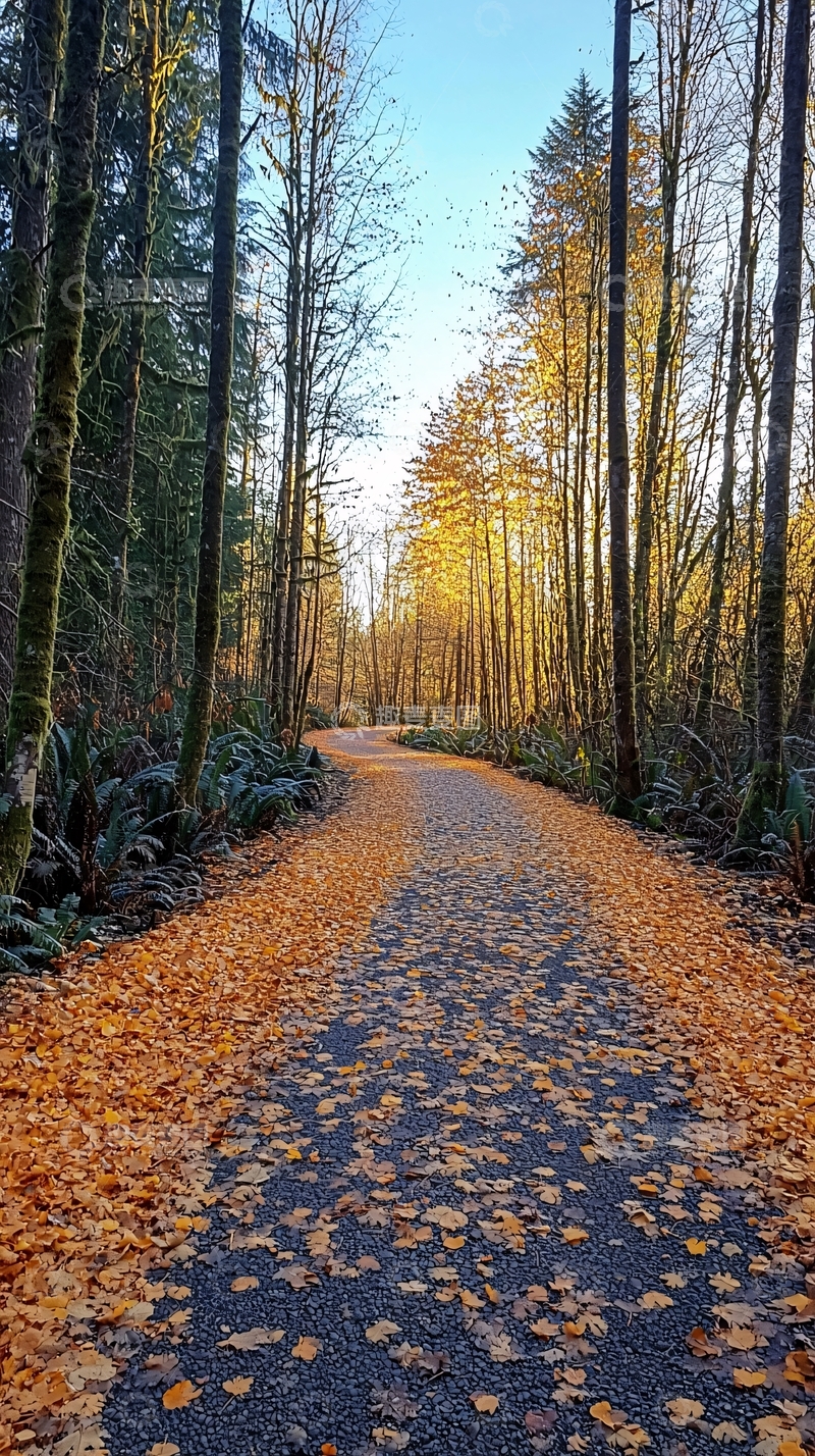 高清大图下载【趣麦麦图】秋日森林小路落叶金光