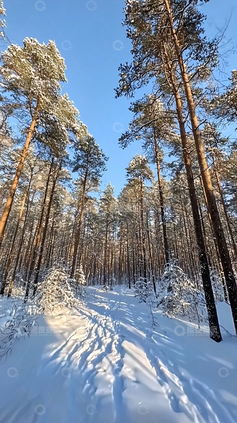 高清大图下载【趣麦麦图】冬日松林雪地小路