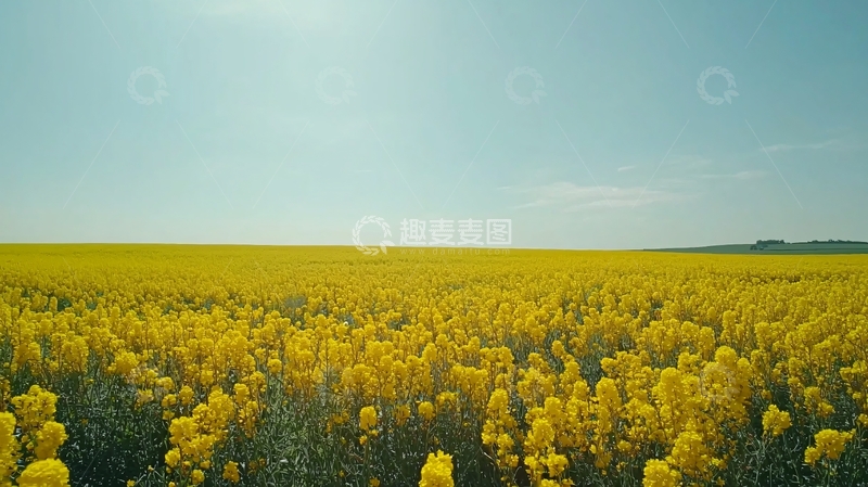 高清大图下载【趣麦麦图】阳光明媚下的油菜花田