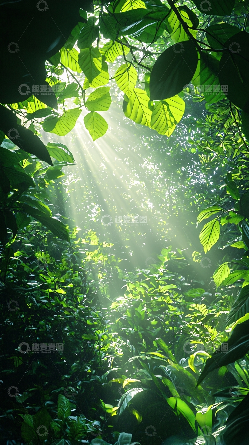 高清大图下载【趣麦麦图】阳光穿透绿色森林