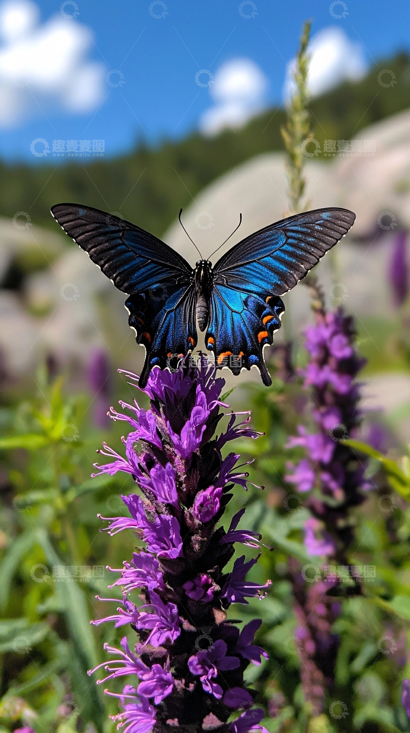 高清大图下载【趣麦麦图】蓝黑蝴蝶停在紫色花朵上