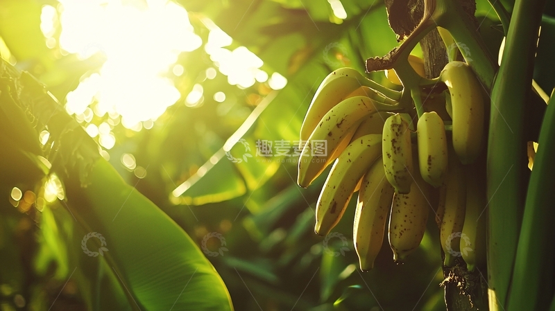 高清大图下载【趣麦麦图】阳光下成熟的香蕉