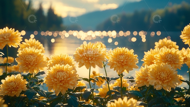 高清大图下载【趣麦麦图】金黄色的菊花