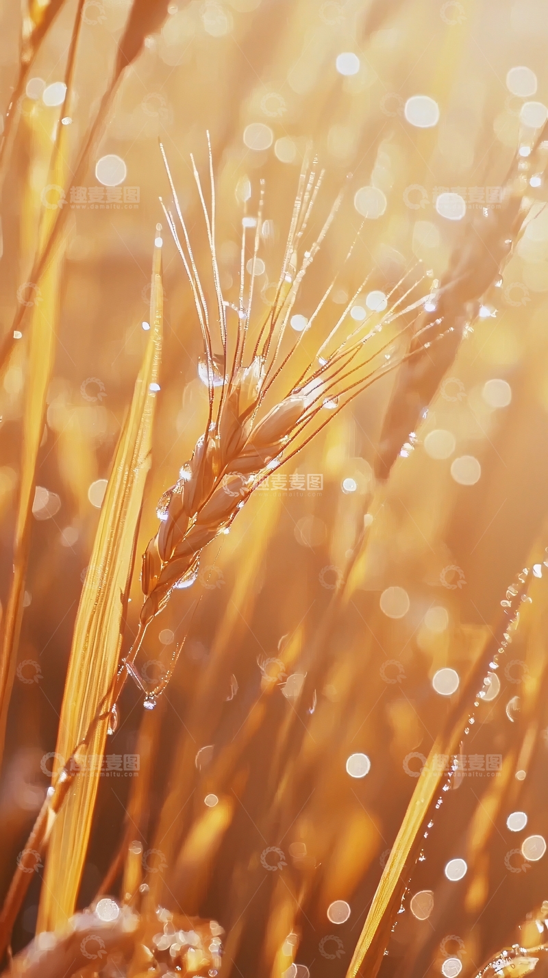高清大图下载【趣麦麦图】清晨麦穗上的露珠