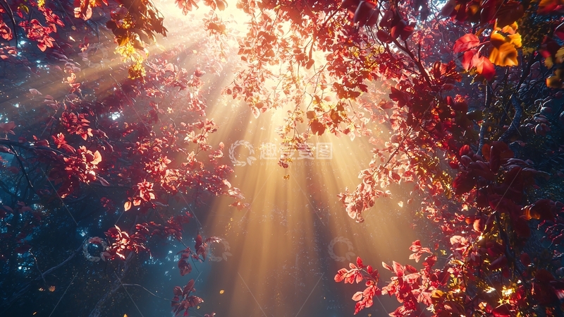 高清大图下载【趣麦麦图】光线穿过树林