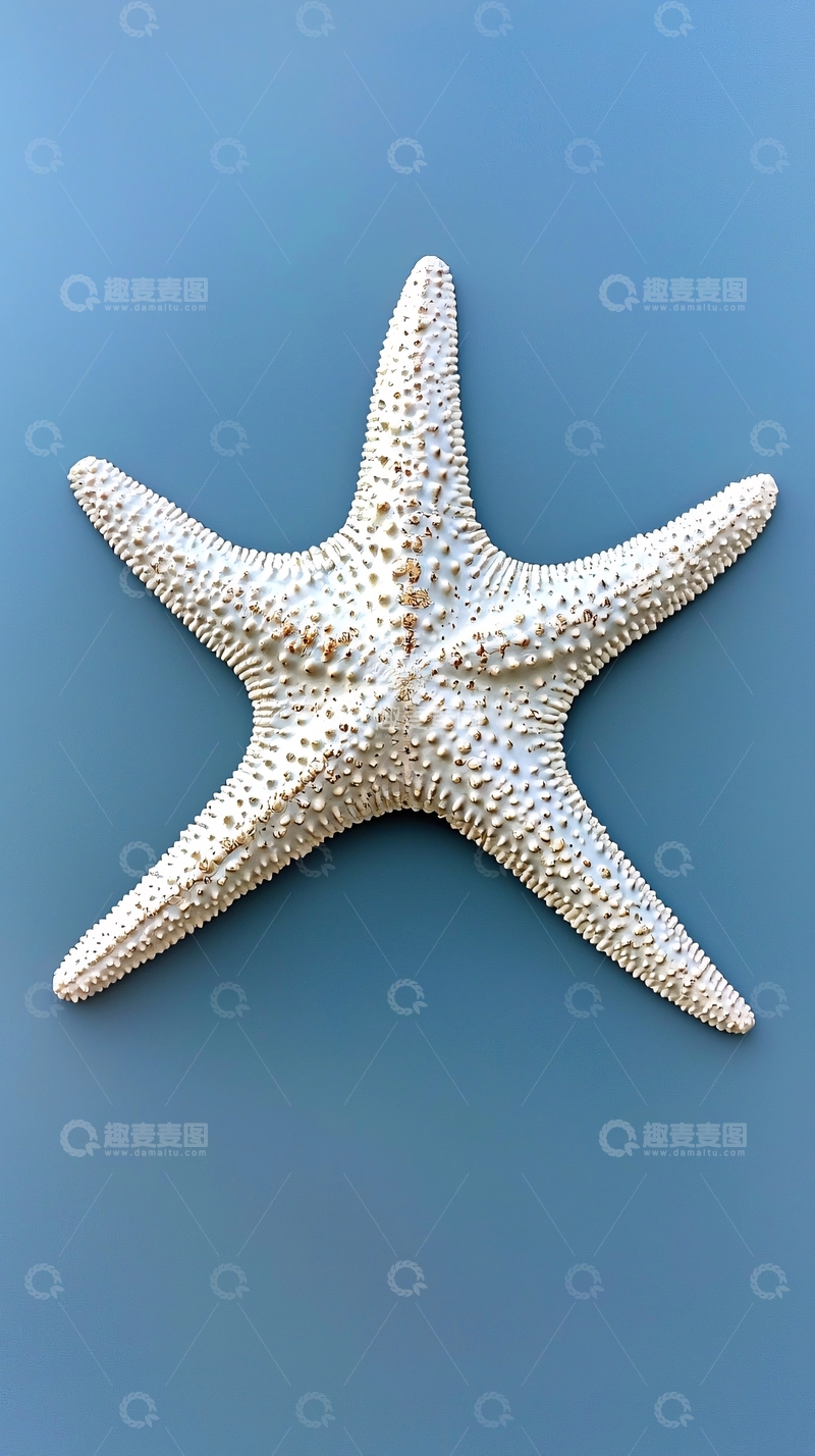 高清大图下载【趣麦麦图】白色海星