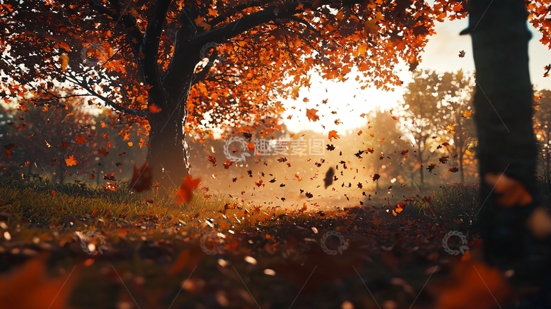 高清大图下载【趣麦麦图】秋日落叶