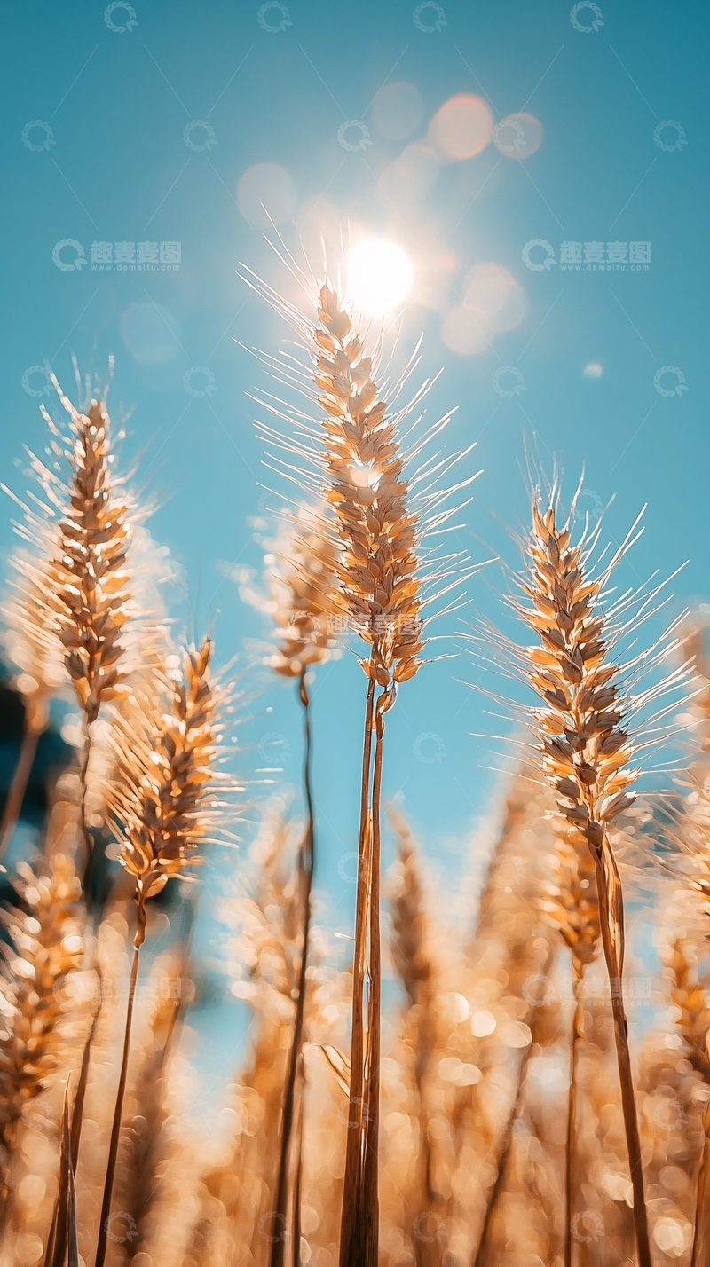 高清大图下载【趣麦麦图】阳光麦穗