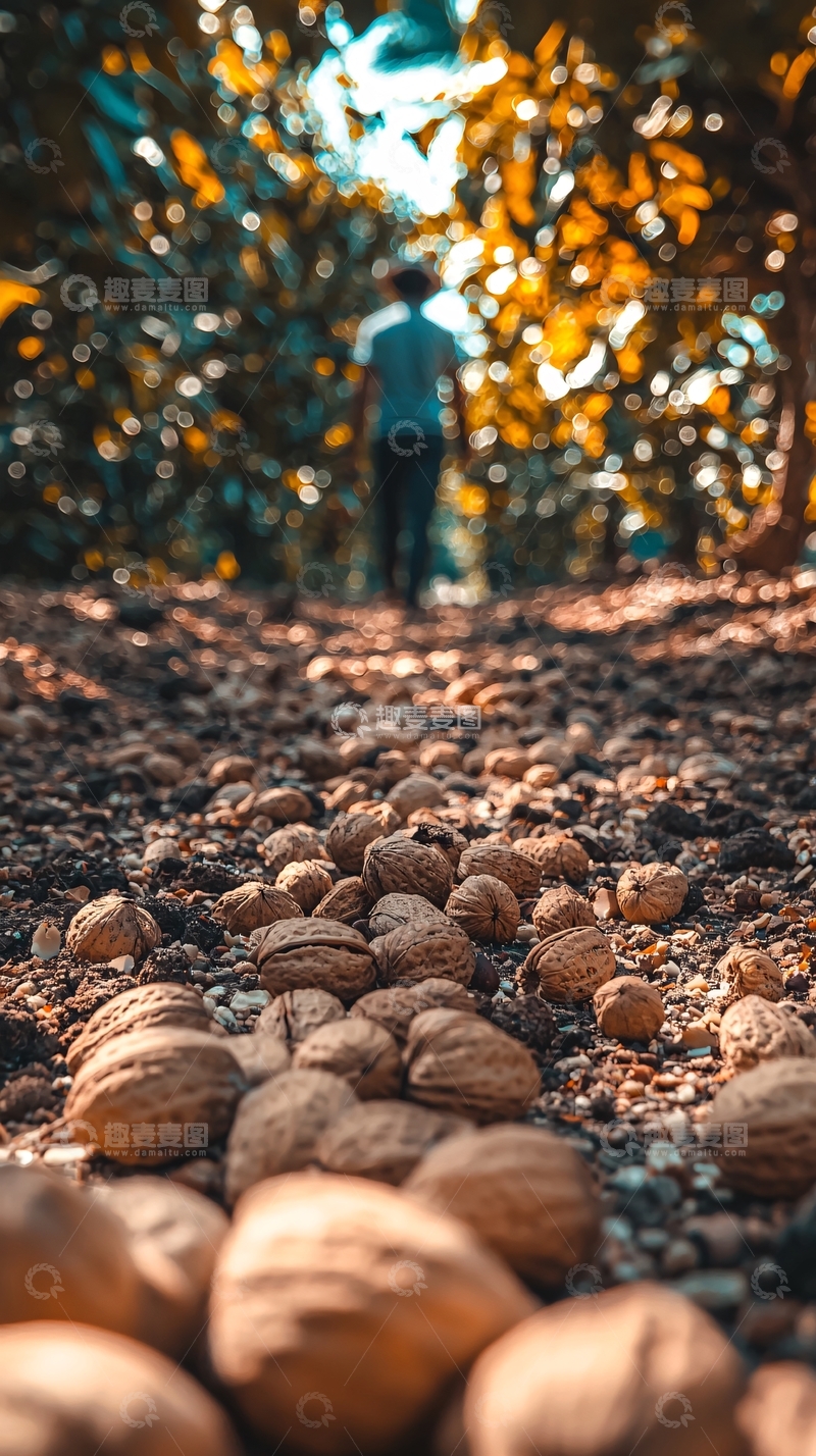 高清大图下载【趣麦麦图】落满核桃的小路