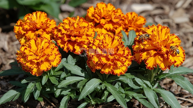 高清大图下载【趣麦麦图】金盏花