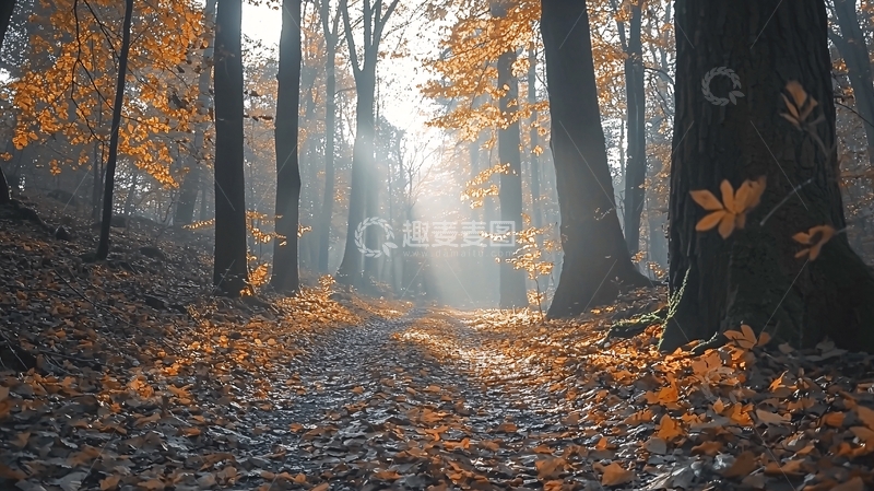 高清大图下载【趣麦麦图】秋日雾气森林小路
