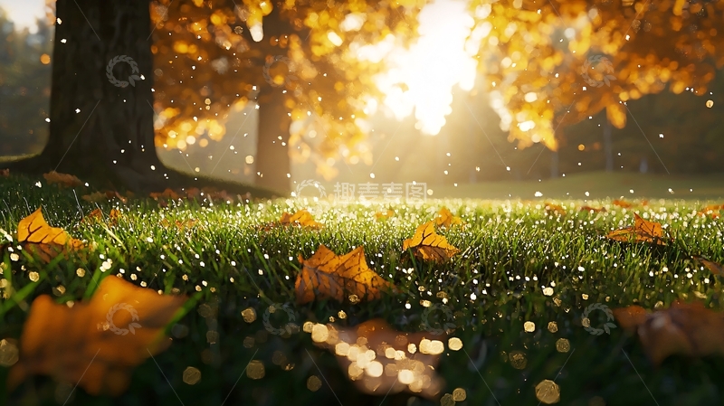 高清大图下载【趣麦麦图】秋日清晨阳光洒在草地上的落叶