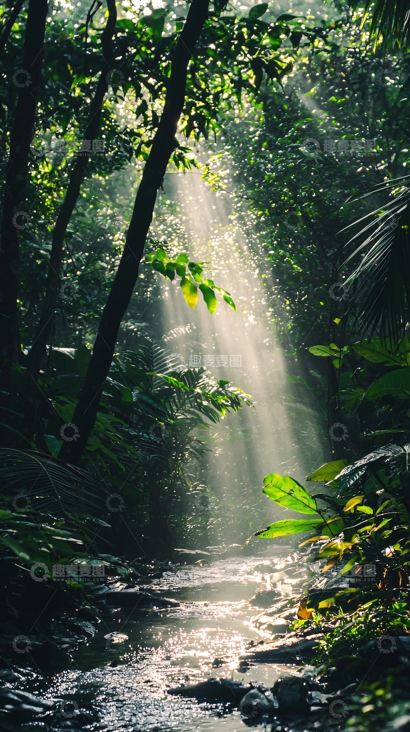 高清大图下载【趣麦麦图】阳光透过树林