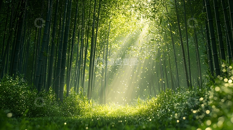 高清大图下载【趣麦麦图】阳光透过竹林