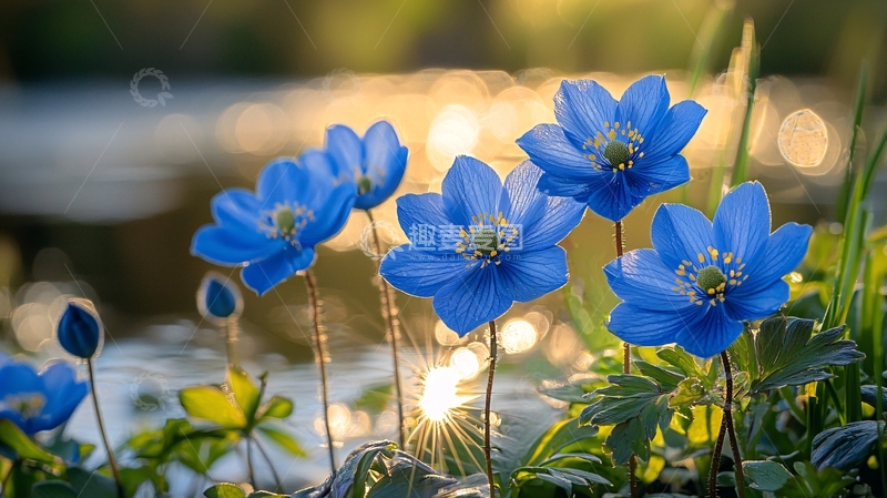 高清大图下载【趣麦麦图】蓝色花朵