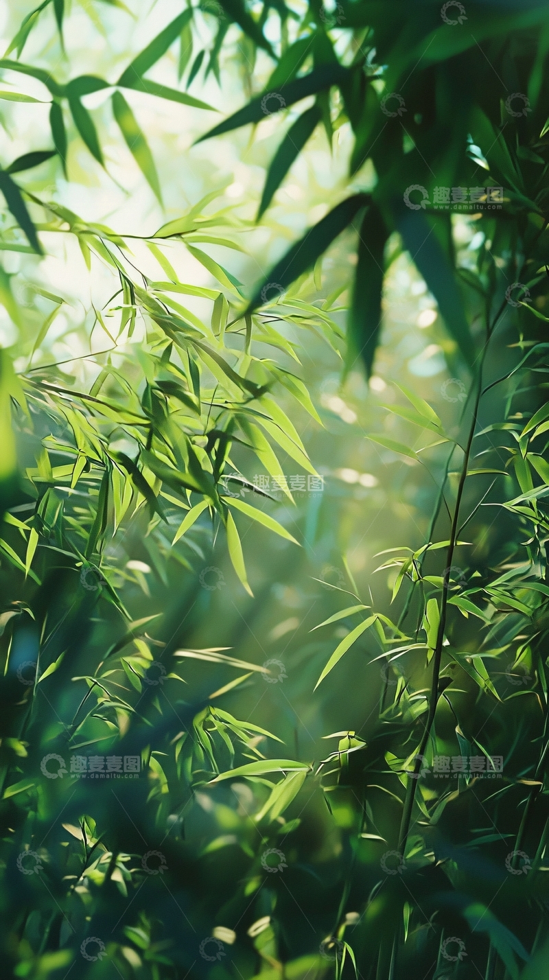 高清大图下载【趣麦麦图】阳光透过竹林