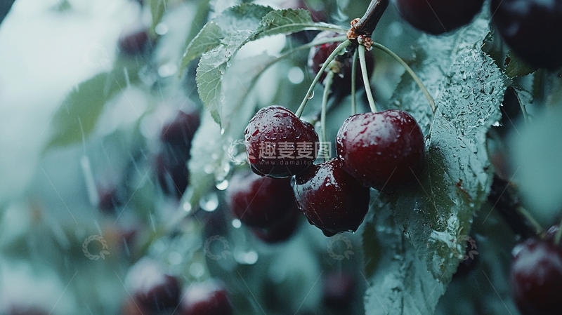高清大图下载【趣麦麦图】雨后红樱桃树枝特写