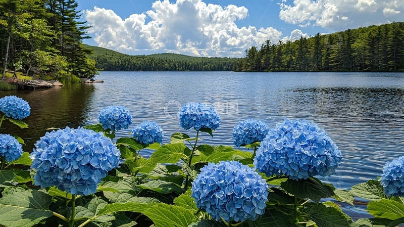 高清大图下载【趣麦麦图】蓝紫绣球花与宁静湖景
