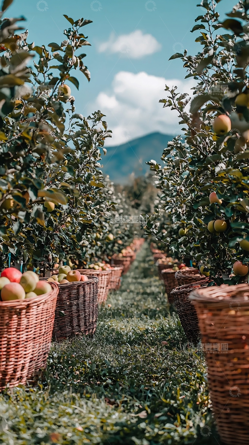 高清大图下载【趣麦麦图】苹果园