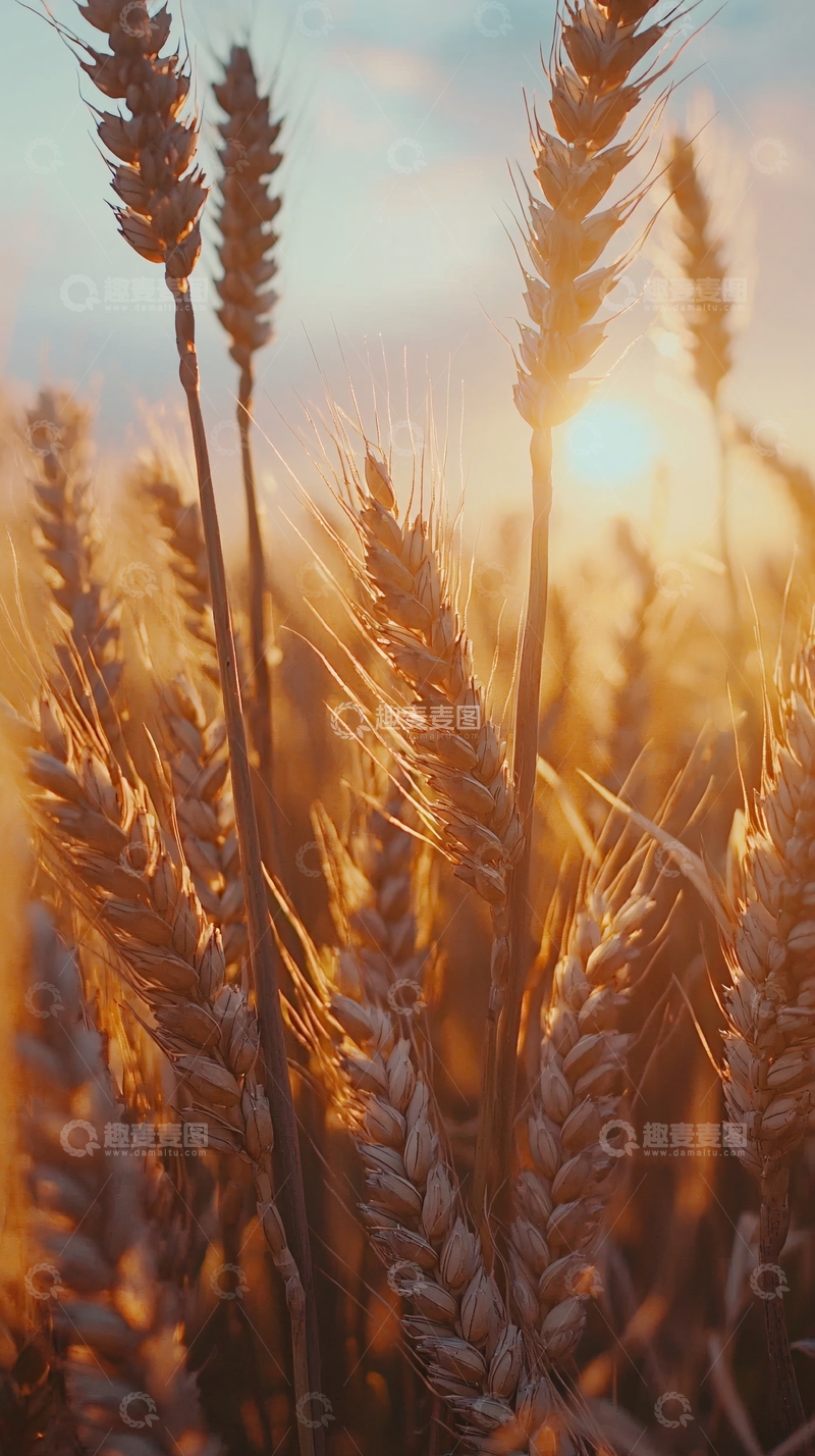 高清大图下载【趣麦麦图】夕阳下的麦田
