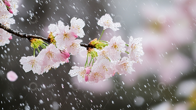 高清大图下载【趣麦麦图】雨中樱花
