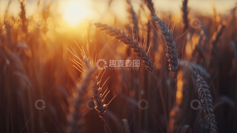 高清大图下载【趣麦麦图】金色麦田夕阳8