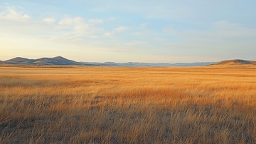 金黄草原广阔景色