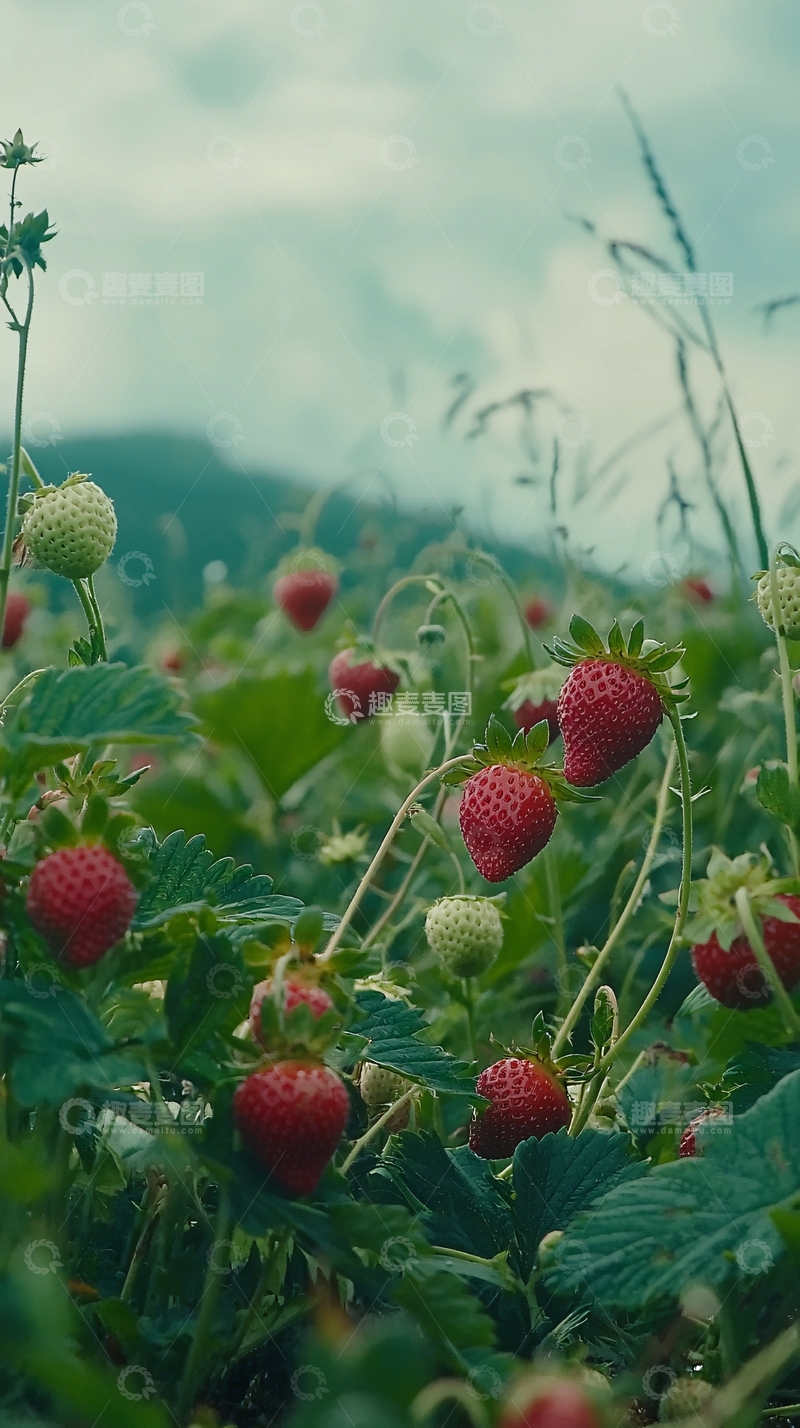 高清大图下载【趣麦麦图】草莓田园
