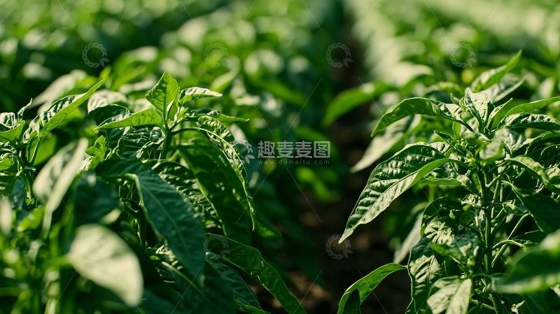 高清大图下载【趣麦麦图】绿色辣椒幼苗田间