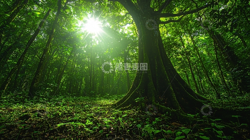 高清大图下载【趣麦麦图】阳光透过树林