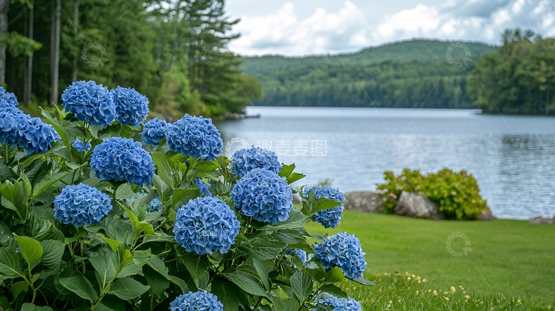 高清大图下载【趣麦麦图】蓝绣球花丛湖边景色