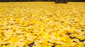 金黄色的银杏叶地面