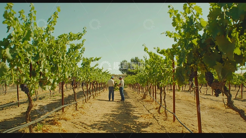 高清大图下载【趣麦麦图】葡萄园