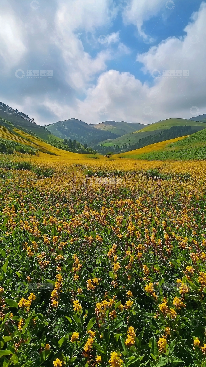高清大图下载【趣麦麦图】绿色山谷盛开黄花