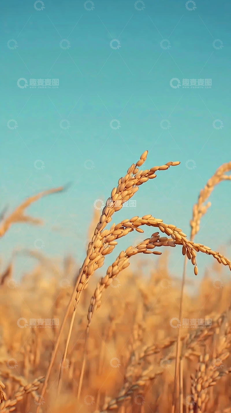 高清大图下载【趣麦麦图】金黄麦田下的蓝天