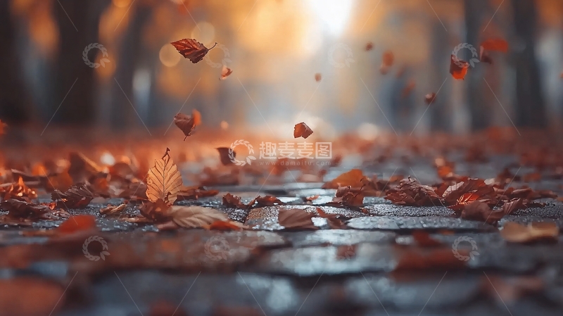 高清大图下载【趣麦麦图】秋叶飘落地面湿润石板路