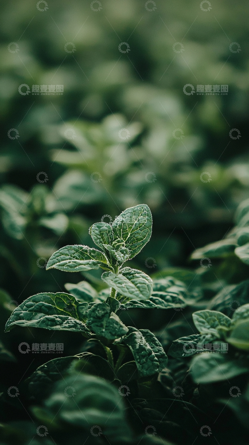 高清大图下载【趣麦麦图】绿油油的植物特写