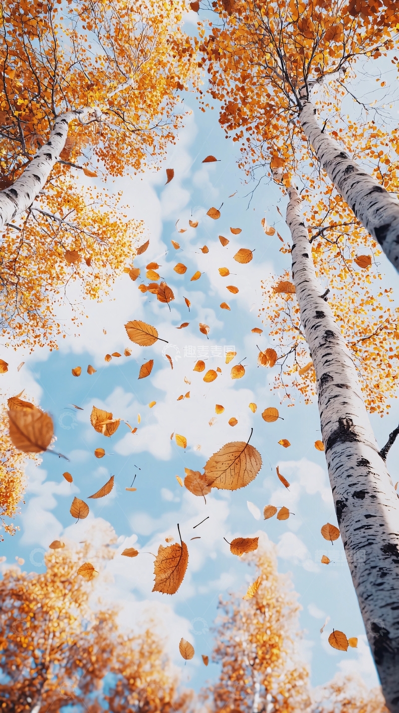 高清大图下载【趣麦麦图】秋日白桦树林落叶纷飞