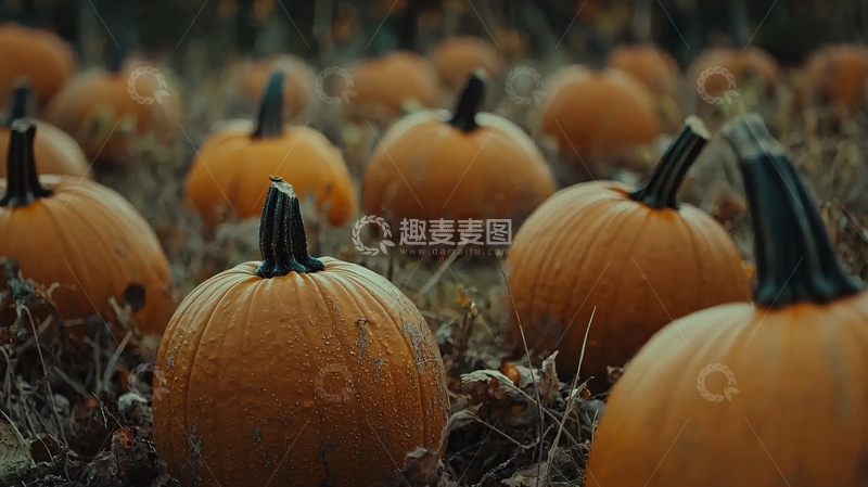 高清大图下载【趣麦麦图】南瓜田