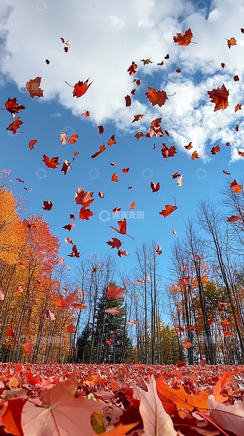 高清大图下载【趣麦麦图】秋叶飞舞蓝天白云