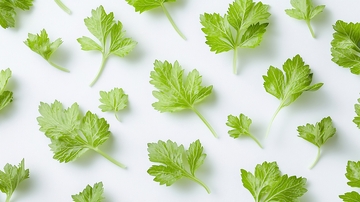 清新翠绿香菜叶背景