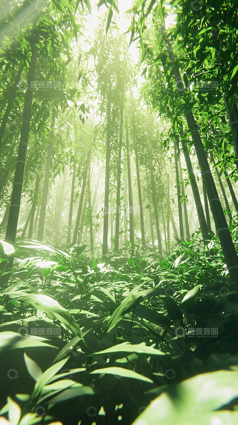 高清大图下载【趣麦麦图】阳光透过竹林