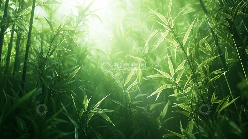 高清大图下载【趣麦麦图】阳光透过竹林