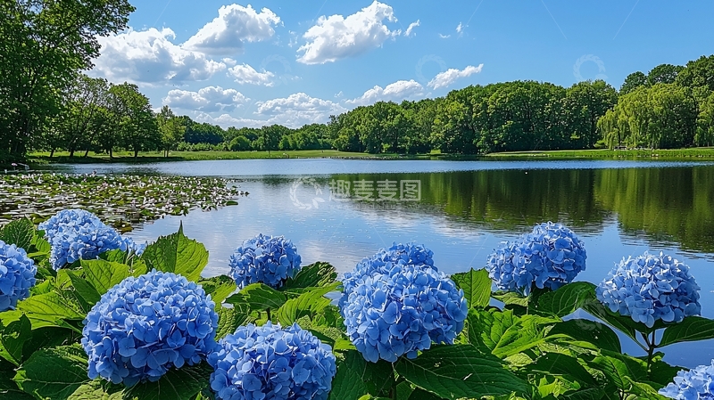 高清大图下载【趣麦麦图】蓝紫绣球花平静湖泊景色