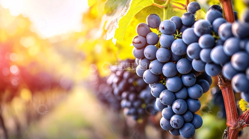 高清大图下载【趣麦麦图】阳光下成熟的紫色葡萄