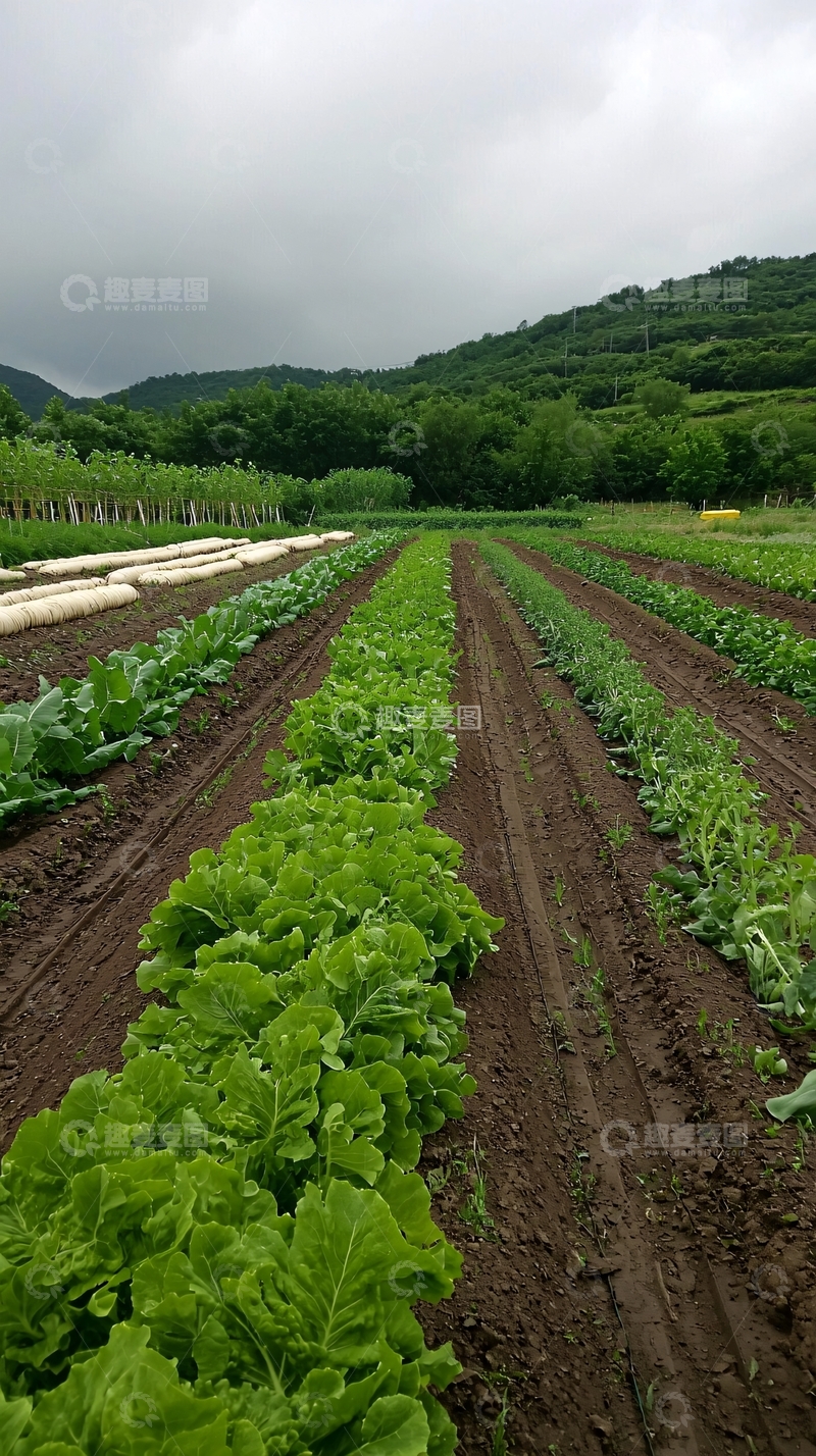 高清大图下载【趣麦麦图】绿色蔬菜田园风光